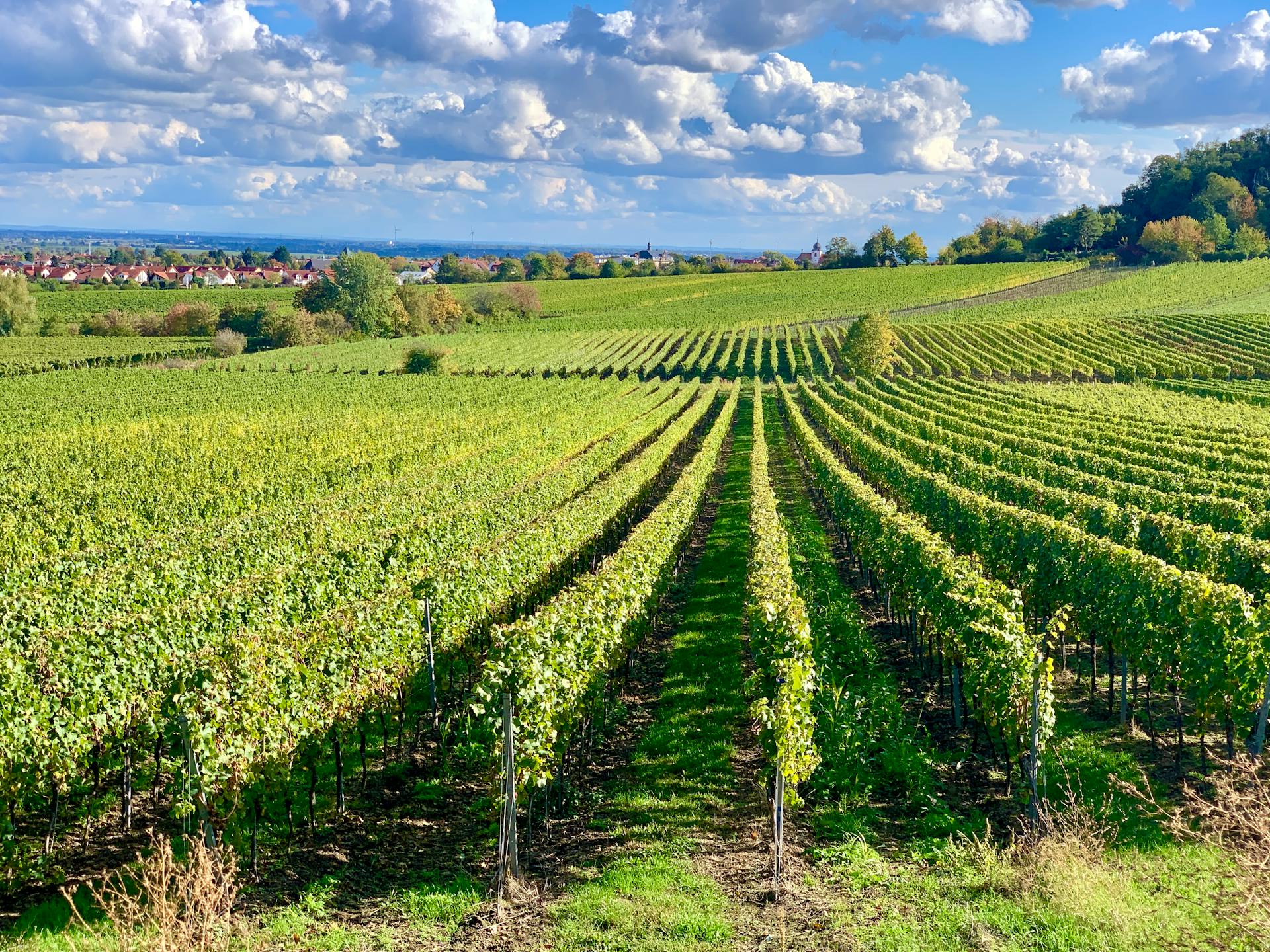 Rødvin fra Tyskland