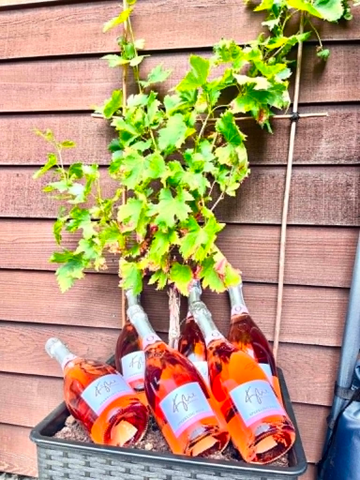 6 flasker Kylie Minogue Rosé sat flot op i en planteboks
